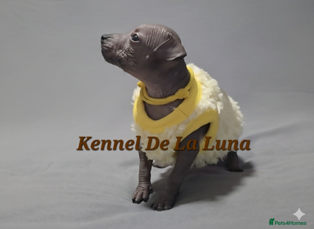 Mexican Hairless dogs for sale: Kc registered Xoloitzcuintle miniature puppies  - Advert 1