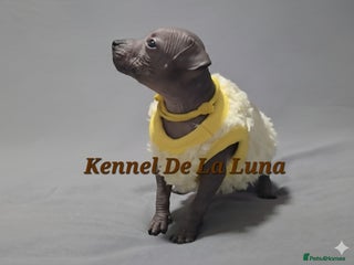Mexican Hairless dogs Kc registered Xoloitzcuintle miniature puppies - Advert 12