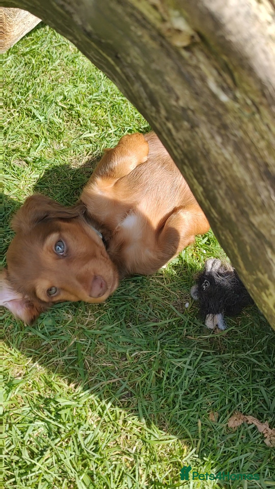 Miniature Dachshund dogs Puppies of the miniature long-haired dachshund.  - Advert 4