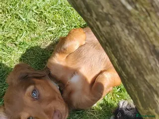 Miniature Dachshund dogs Puppies of the miniature long-haired dachshund. - Advert 4