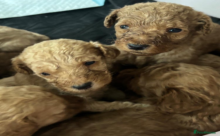 Goldendoodle dogs - Advert 2