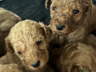 Goldendoodle dogs - Advert 2