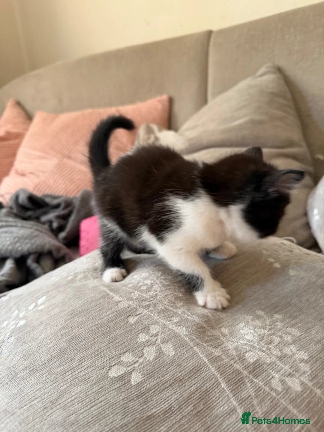 Mixed Breed cats for sale: 4 gorgeous kittens ready for new home♥️💙 - Advert 17