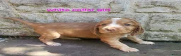Cocker Spaniel dogs for sale: Beautiful working / show cocker spaniel puppies - Advert 8