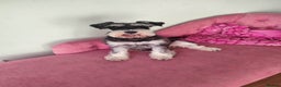 Miniature Schnauzer dogs for sale: Fully health tested and KC registered  - Advert 9