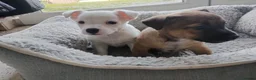 Jack Russell dogs for sale: Adorable Jack Russel Puppies in Liverpool - Advert 1