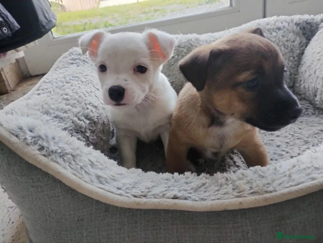 Jack Russell dogs for sale: Adorable Jack Russel Puppies in Liverpool - Advert 1
