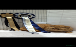 British Shorthair cats for sale: GCCF Champion bred British shorthair  - Image 8
