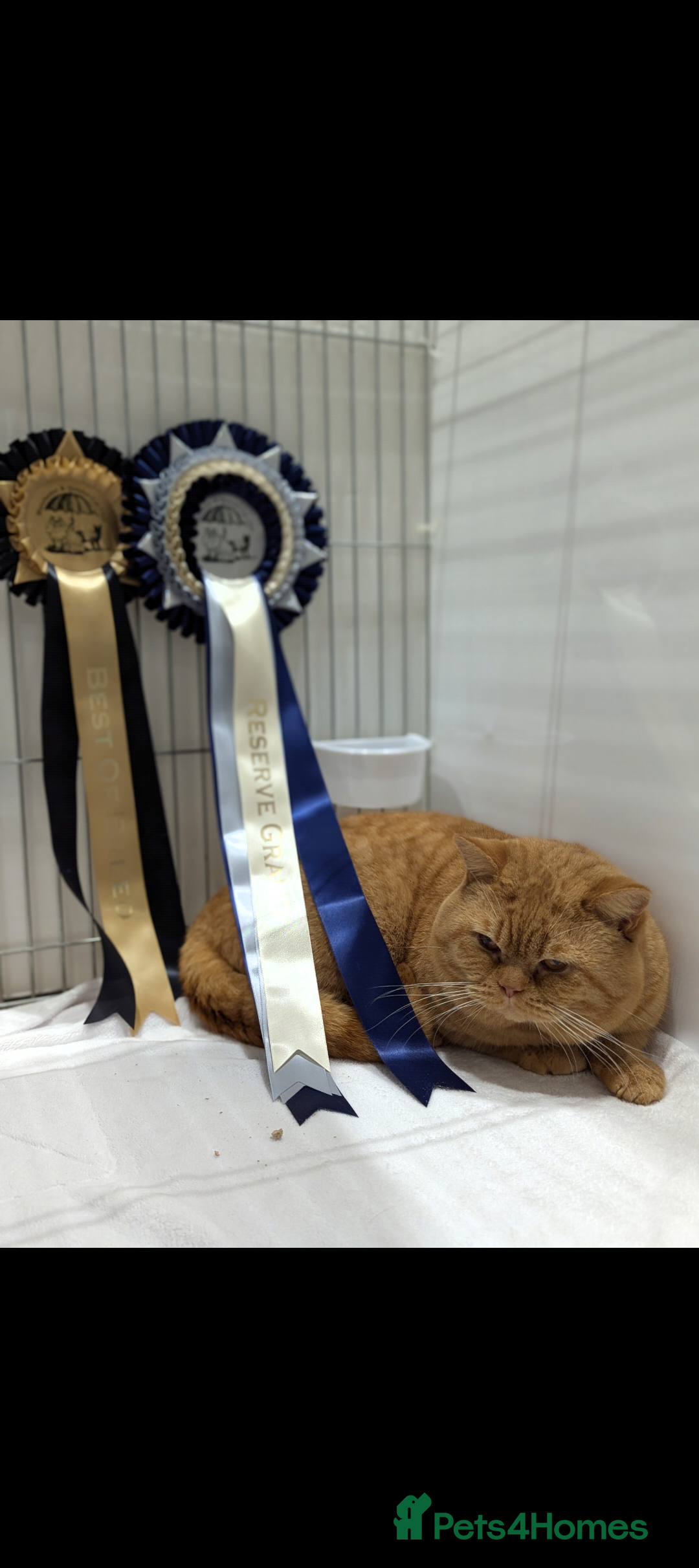 British Shorthair cats for sale: GCCF Champion bred British shorthair  - Image 8