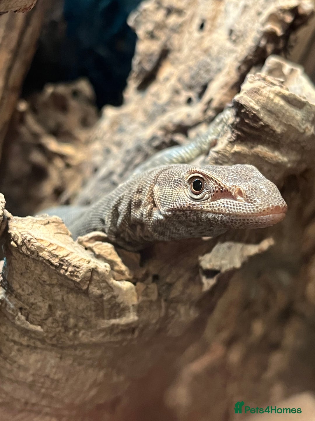 Monitor reptiles for sale: Black-Headed Monitors & Pigmy Mulga Monitors - Advert 8