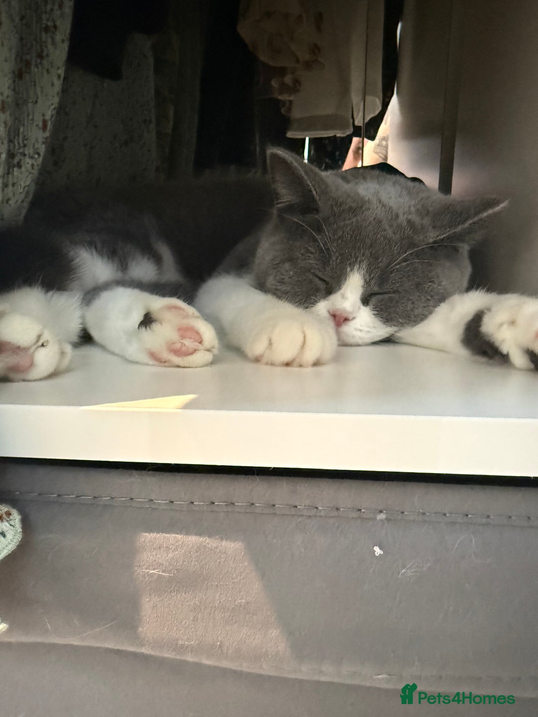 British Shorthair cats for sale: Stunning British shorthair  - Advert 7