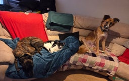 Mixed Breed dogs for sale: 3 dogs for sale - Image 6