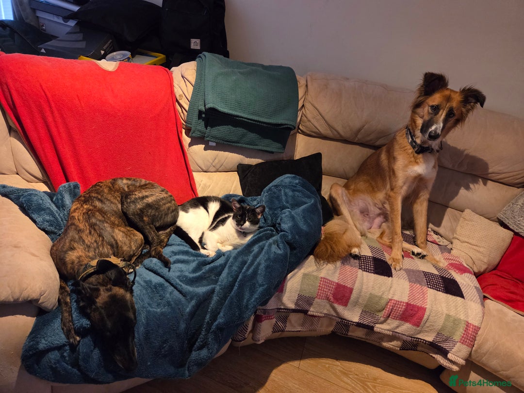 Mixed Breed dogs for sale: 3 dogs for sale - Image 6