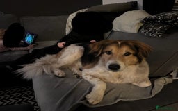 Australian Shepherd dogs for sale: Lukey - Image 1