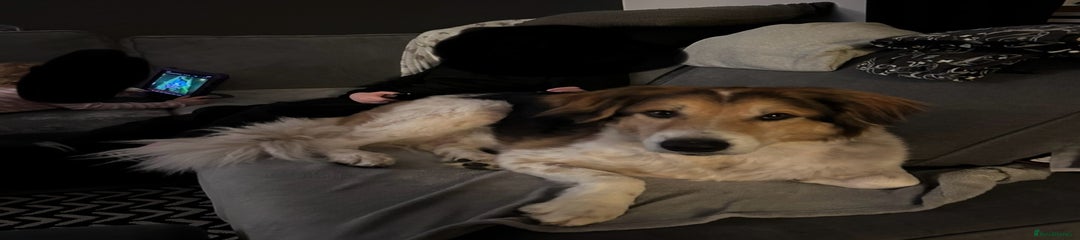 Australian Shepherd Puppy 1