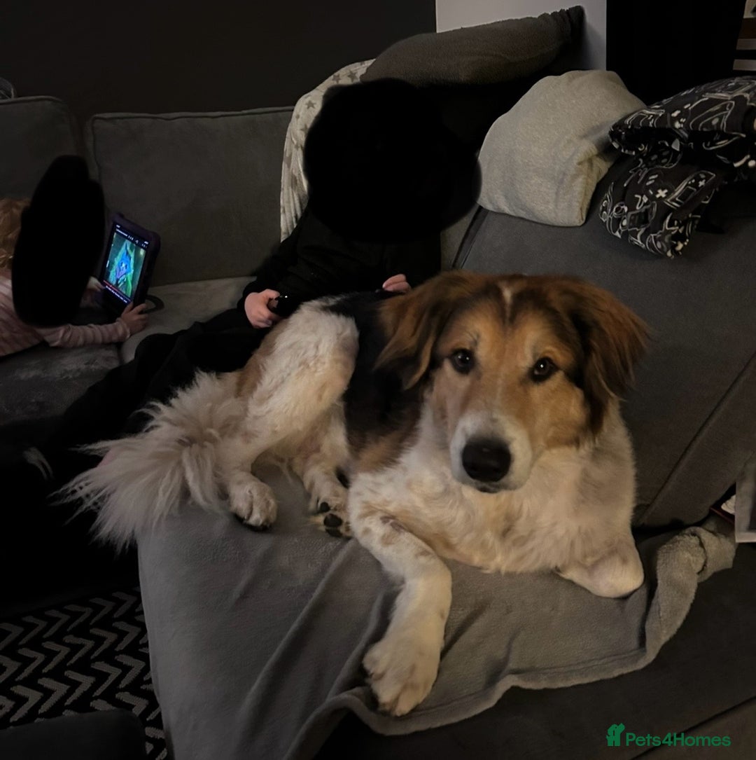 Australian Shepherd dogs for sale: Lukey - Image 1