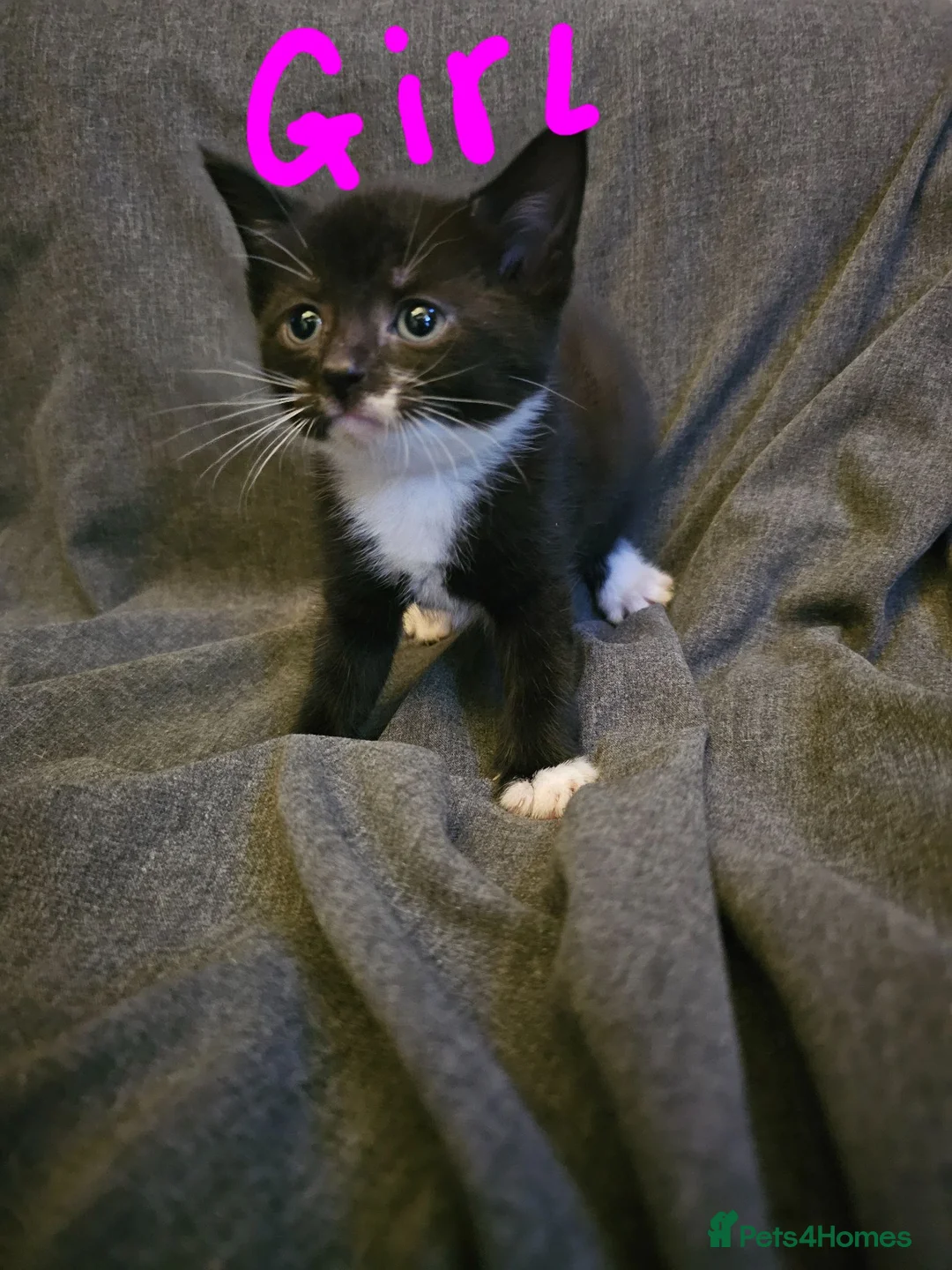 Mixed Breed cats for sale: Ready to leave now 2 girl kittens - Advert 2