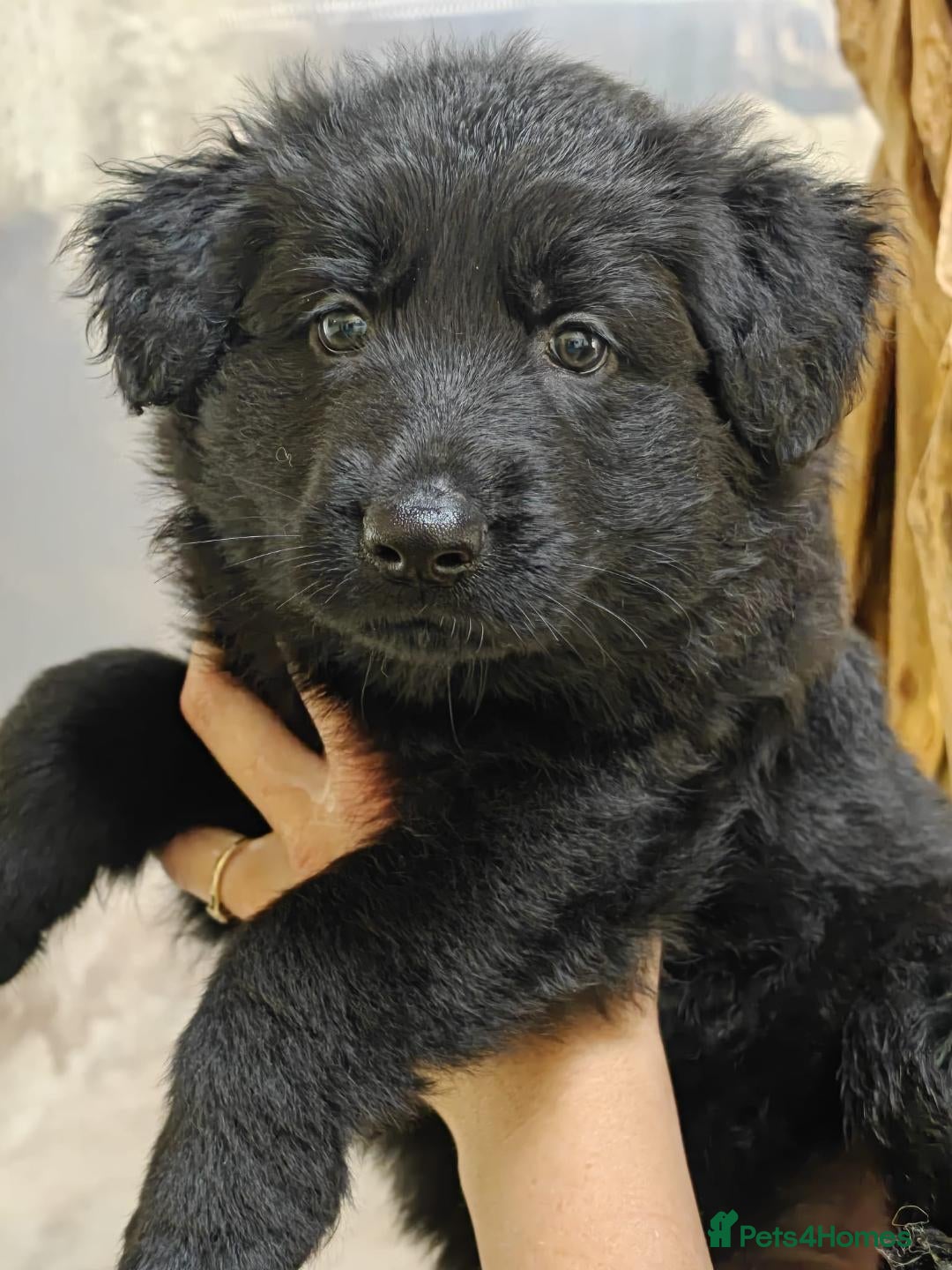 German Shepherd dogs for sale: Dark German Shepherd Females - Image 11