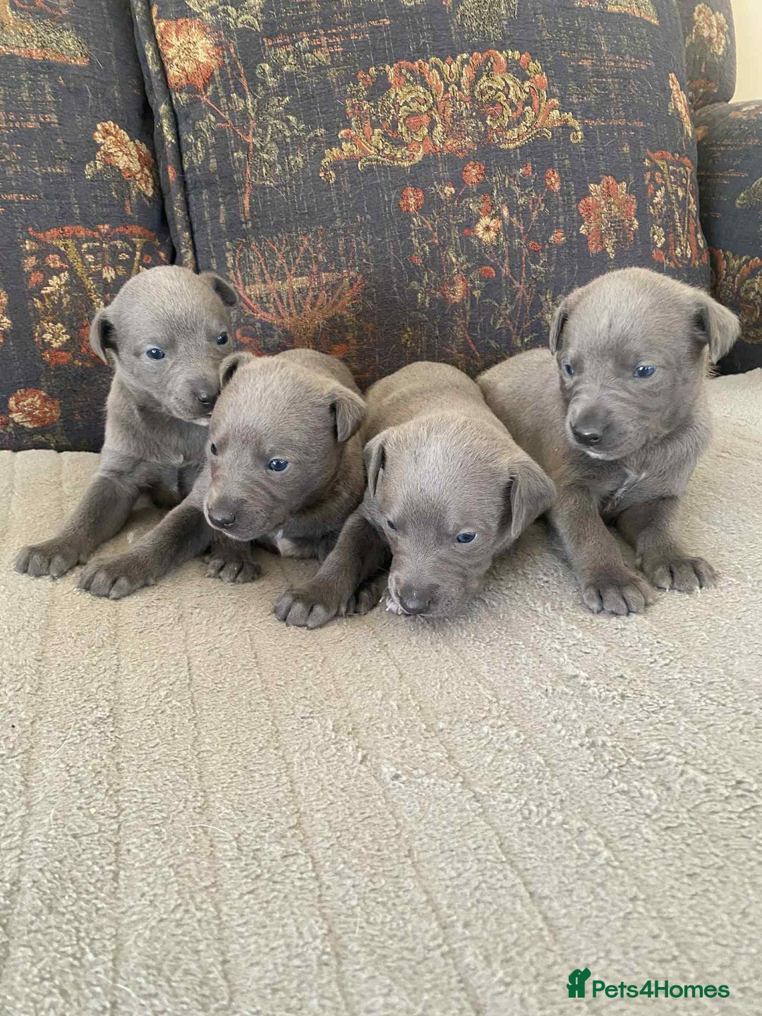 Whippet dogs for sale: 4 beautiful whippet puppies - Advert 7