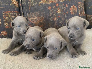 Whippet dogs 4 beautiful whippet puppies - Advert 1