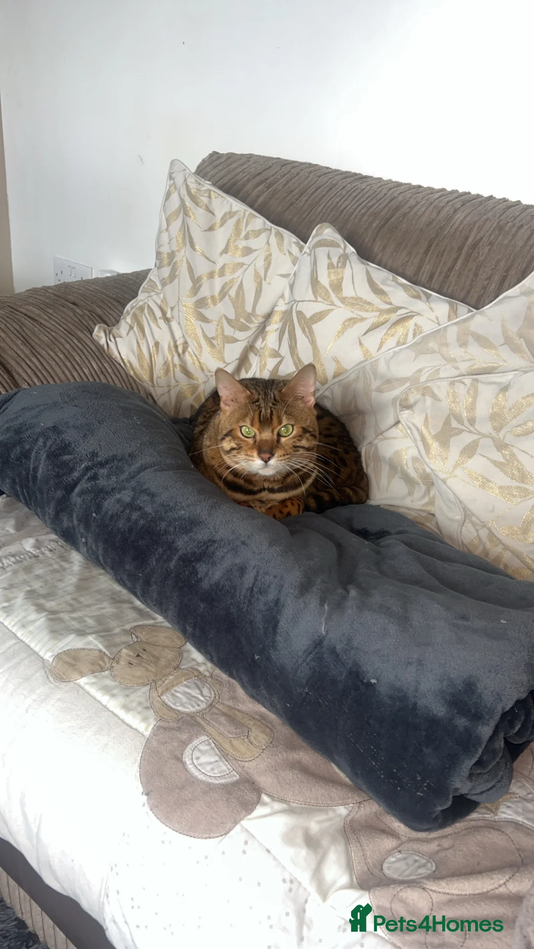 Bengal cats for sale: Male bengal  in Wymondham - Advert 2