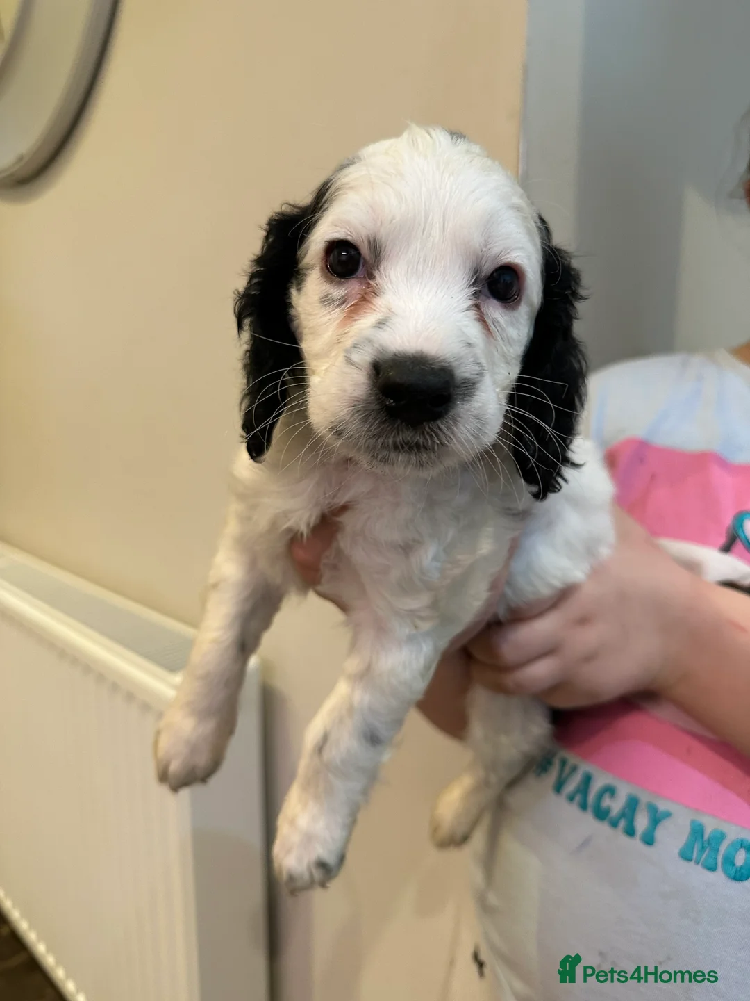 Cockapoo dogs for sale: Beautiful litter of Cockapoo Puppies - Advert 18