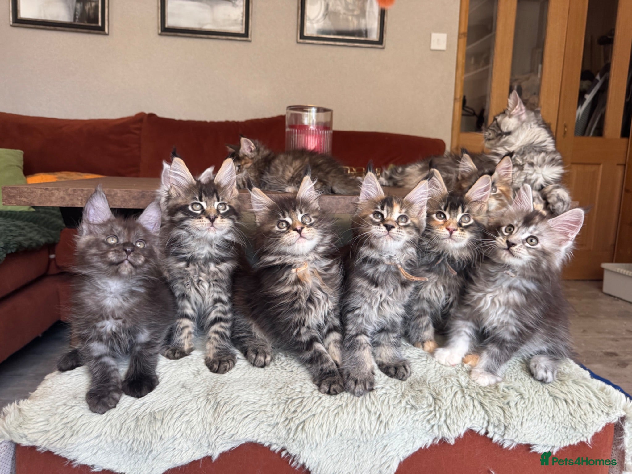 Maine Coon cats Superb quality Maine coon girls  - Advert 2