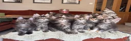 Maine Coon cats for sale: Superb quality Maine coon girls  - Advert 32