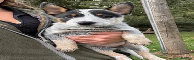 Australian Cattle Dog 4