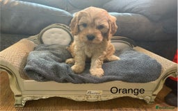 Cavapoo dogs for sale: Outstanding F1 Apricot Cavapoo puppies  - Image 13