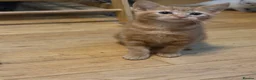 Ragdoll cats for sale: Ragdoll X kittens  - Advert 22