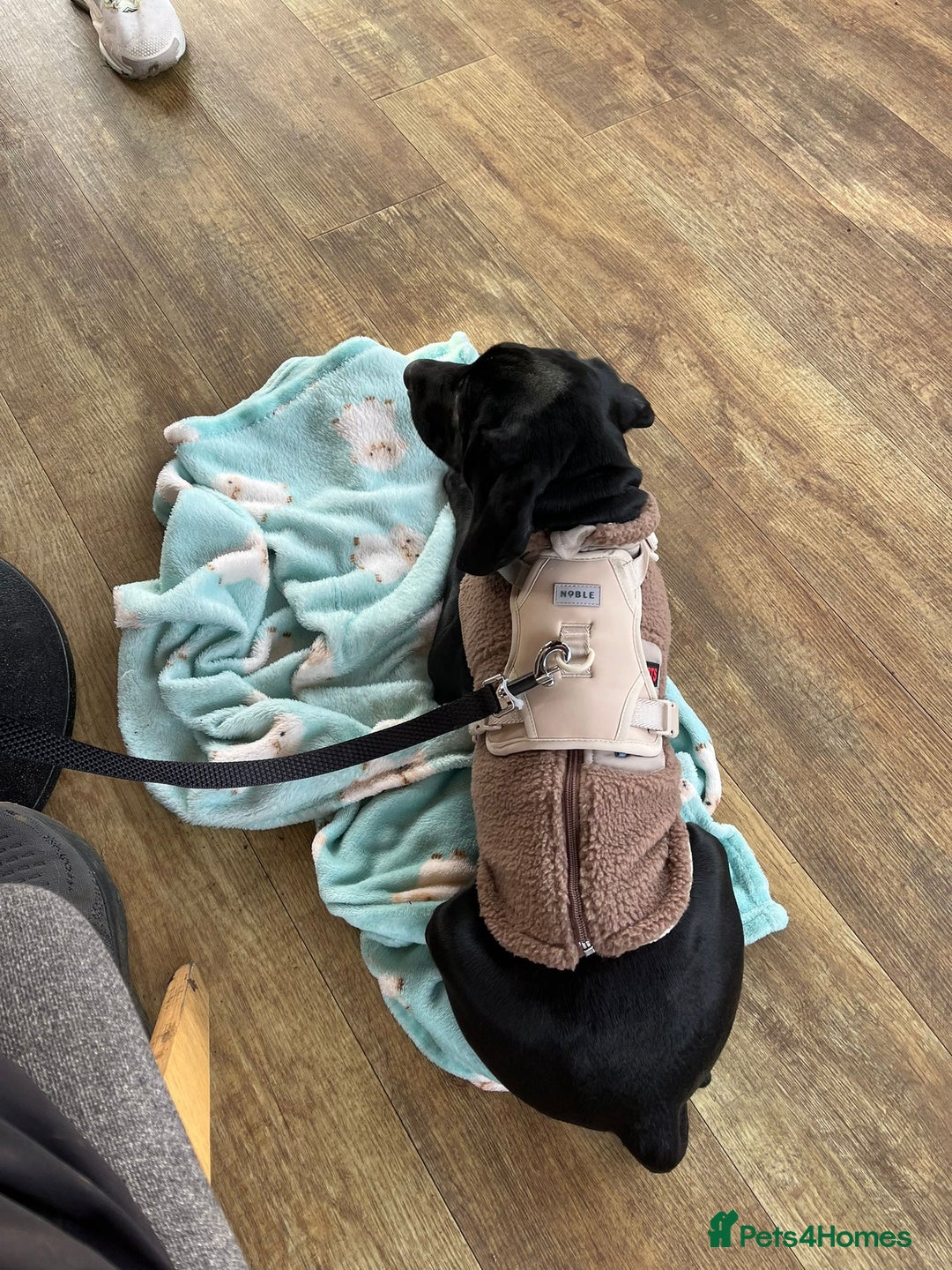 Mixed Breed dogs for sale: 15-week-old GSP x Vizsla puppy REHOME - Advert 5