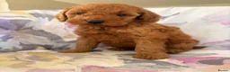 Labradoodle dogs for sale: LICENSED BREEDER F2b miniature labradoodles - Advert 21