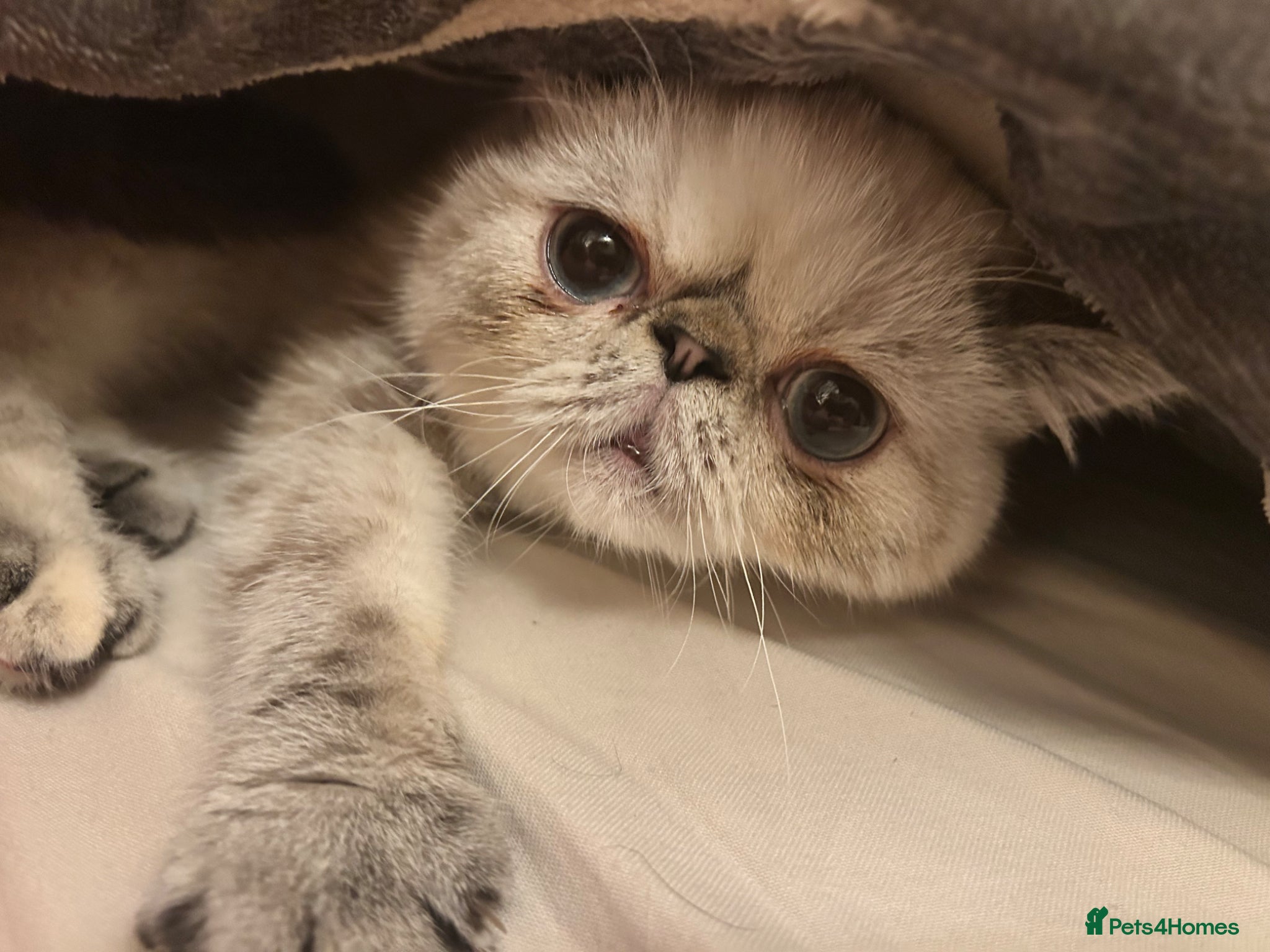 Persian cats Pedigree Persian and Exotic kitten waiting list  - Advert 5