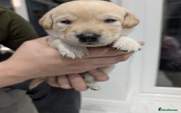 Labrador Retriever dogs for sale: Beautiful Labrador puppys  - Image 11