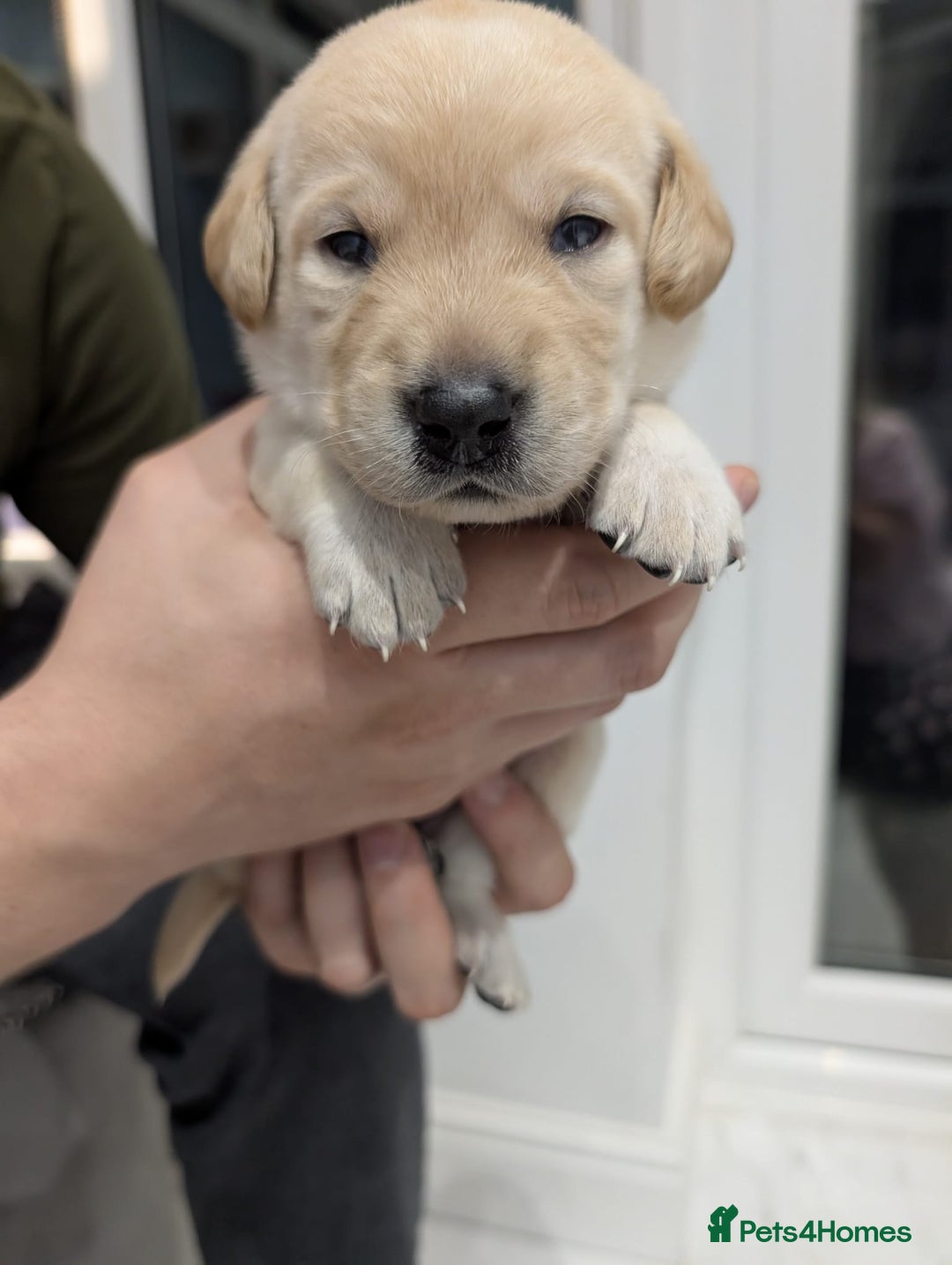 Labrador Retriever dogs for sale: Beautiful Labrador puppys  - Image 11