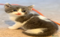 British Shorthair cats for sale: 🐾Turkish Angora × British Blue Kittens Ready Soon - Image 26