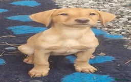 Labrador Retriever dogs for sale: Beautiful Red Fox Labrador Puppies – Ready Now! 🐾 - Image 2