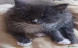 Ragdoll cats for sale: CUTE BLUE MITTED RAGDOLL KITTENS  - Image 11