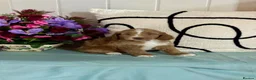 Cockapoo dogs for sale: 7 gorgeous f1 apricot Cockerpoos  - Advert 9