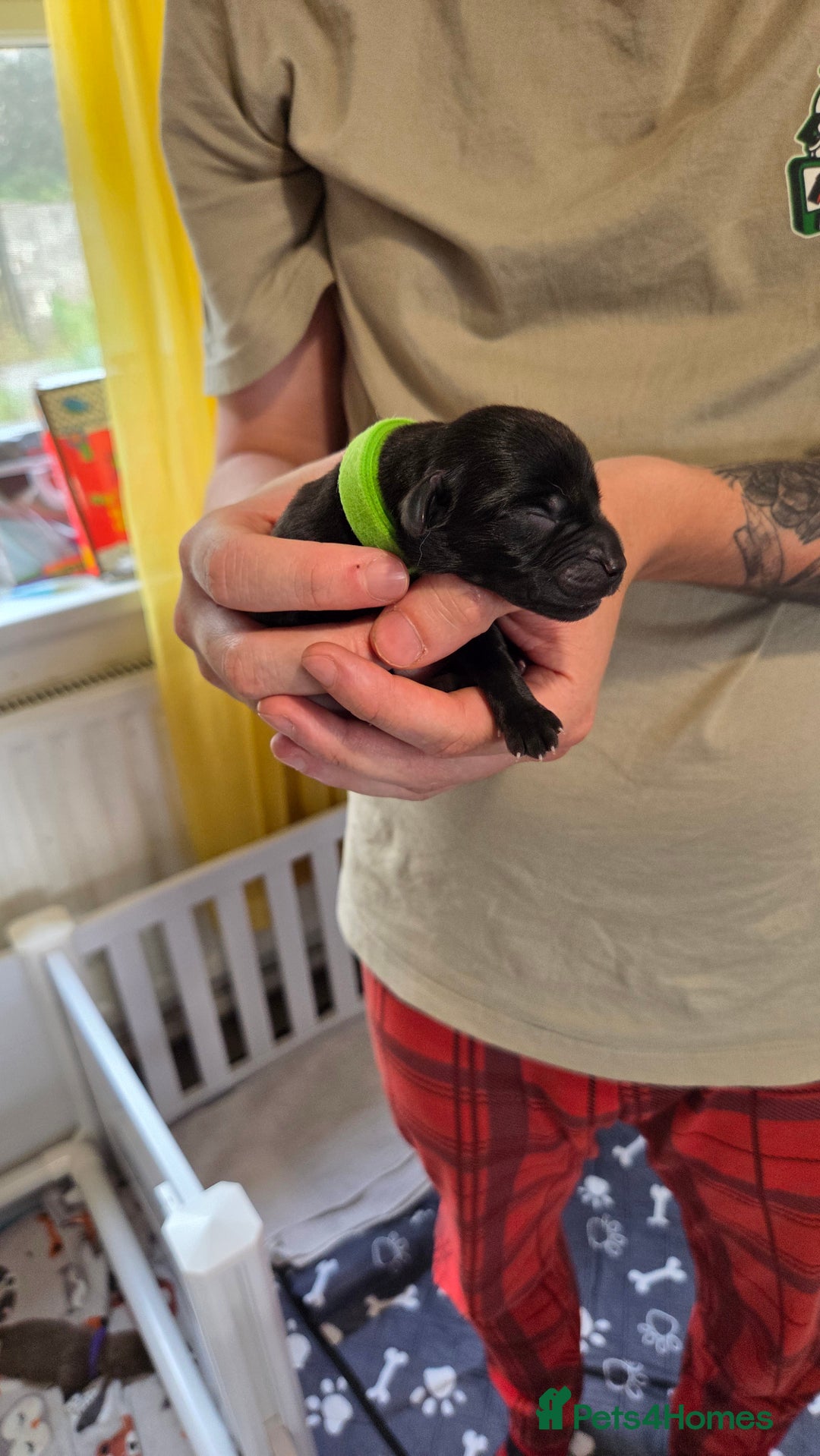 Labrador Retriever dogs for sale: Beautiful pedigree labrador puppies  - Image 18