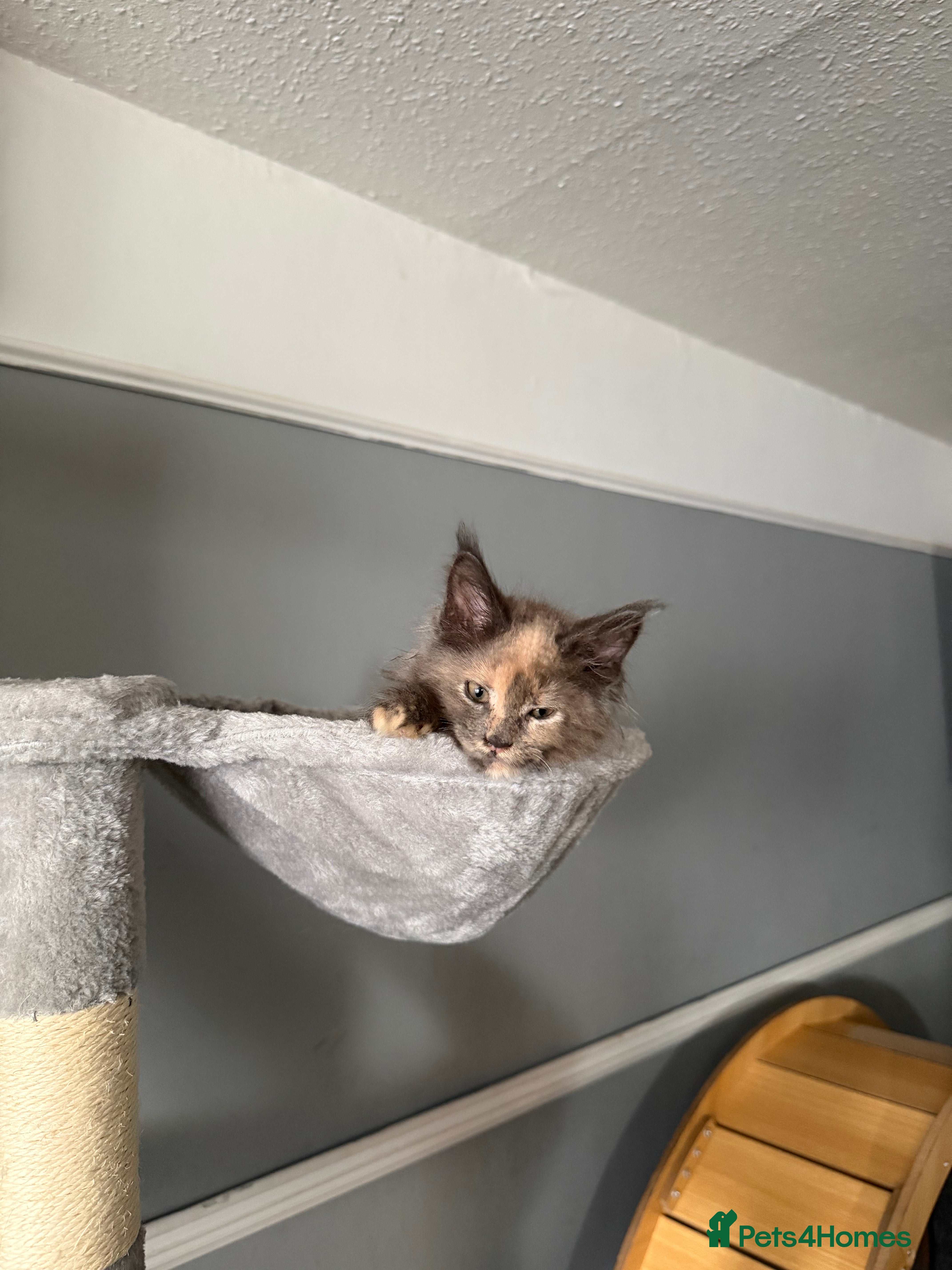 Maine Coon cats Tica registered Maine Coon kittens - Advert 2