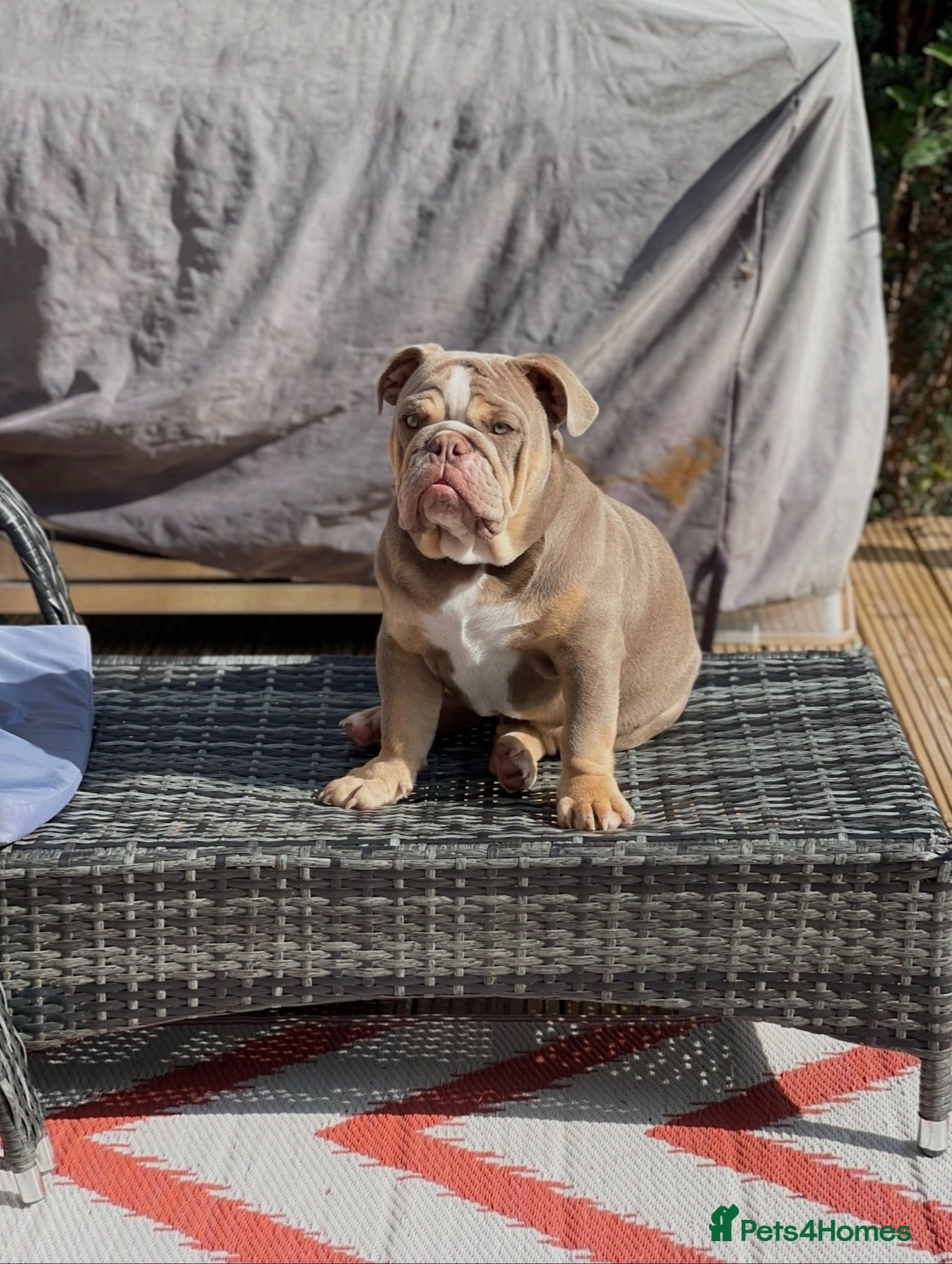English Bulldog dogs 3 Year old English BullDog  - Advert 1