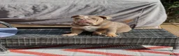 English Bulldog dogs for sale: 3 Year old English BullDog  - Advert 1