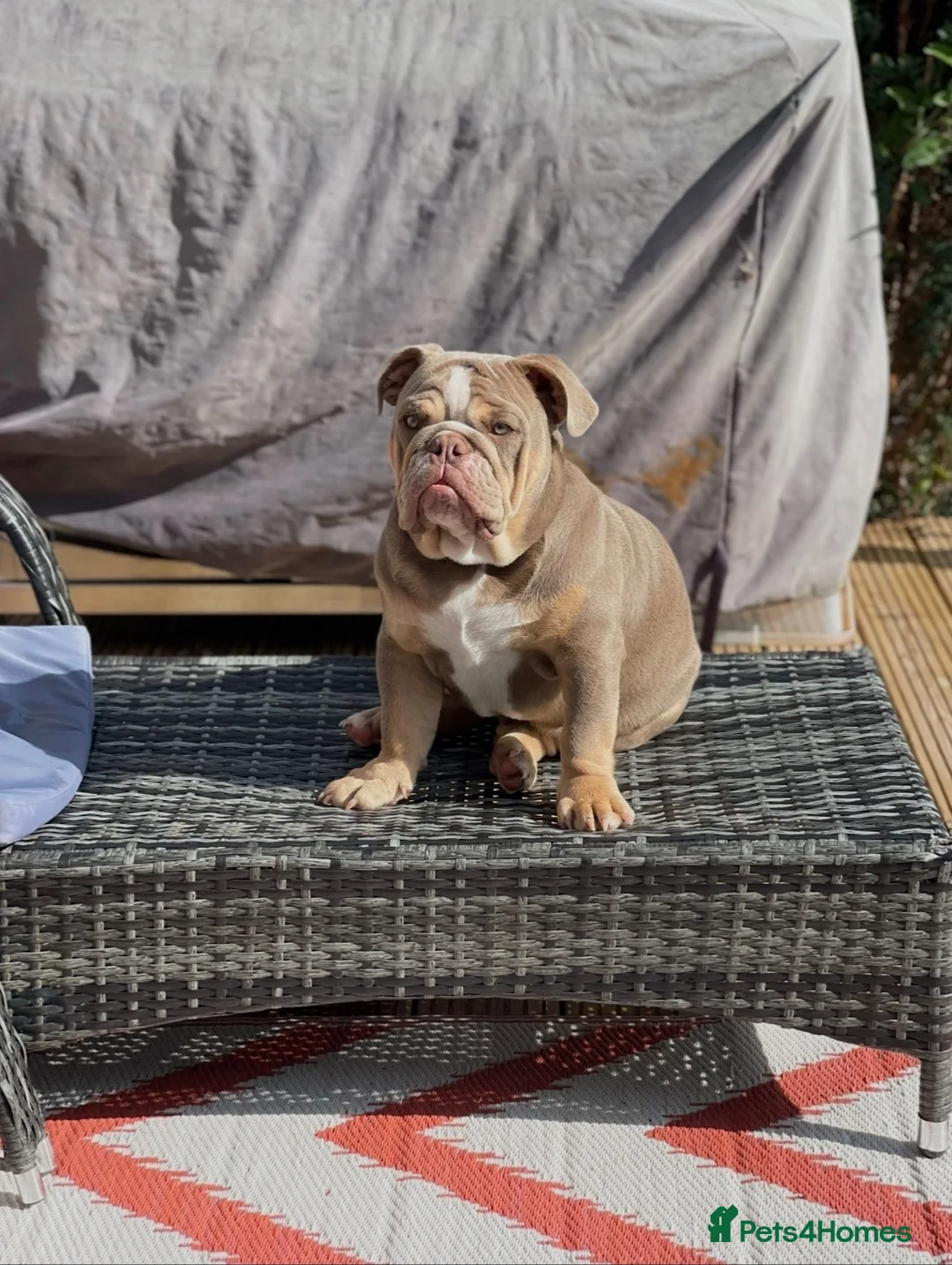 English Bulldog dogs for sale: 3 Year old English BullDog  - Advert 1