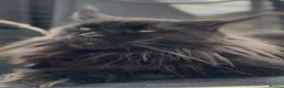 Maine Coon cats for sale: Exceptional TICA Polydactyl Maine Coon Sisters - Advert 31