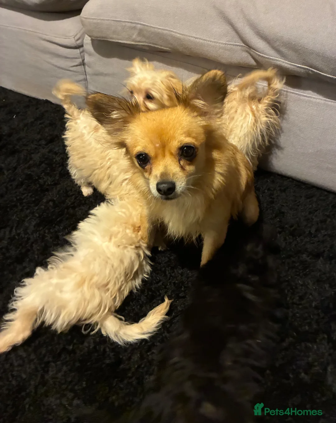 Chipoo dogs for sale: Beautiful Chipoo Puppies  - Advert 14