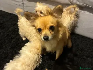 Chipoo dogs Beautiful Chipoo Puppies - Advert 1