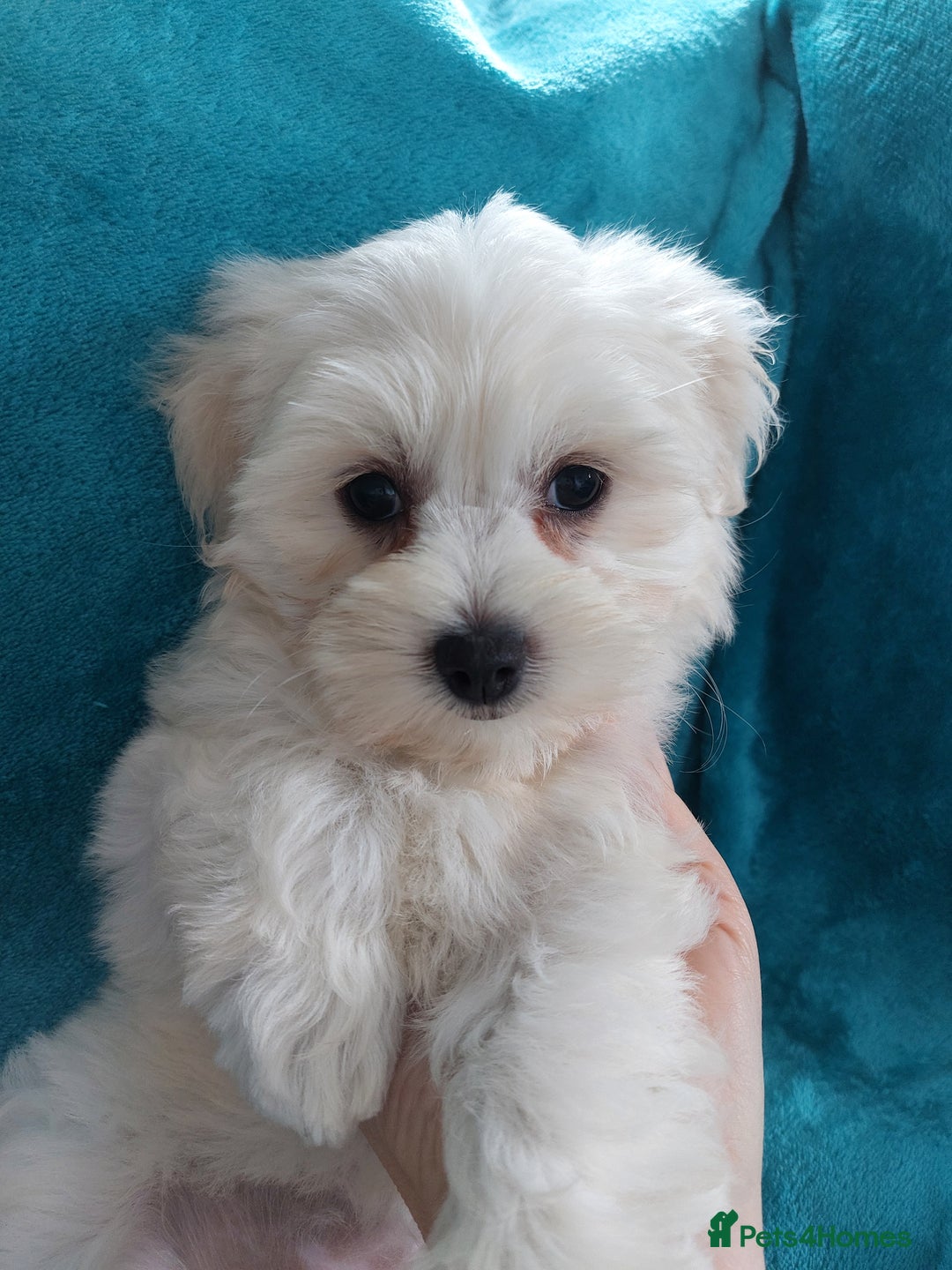 Maltese dogs for sale: 💝Adorable Puppy Looking for a Loving Forever Home - Image 4