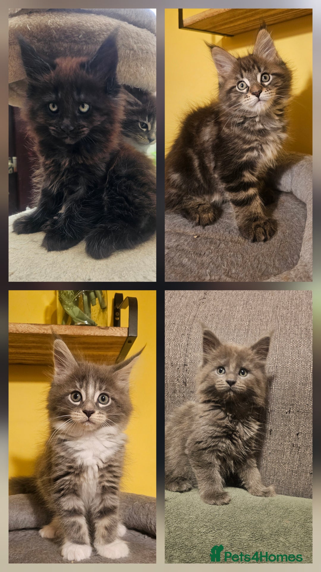 Maine Coon cats for sale: Purebred Maine Coon kittens from pedigree parents  in Lichfield - Image 7